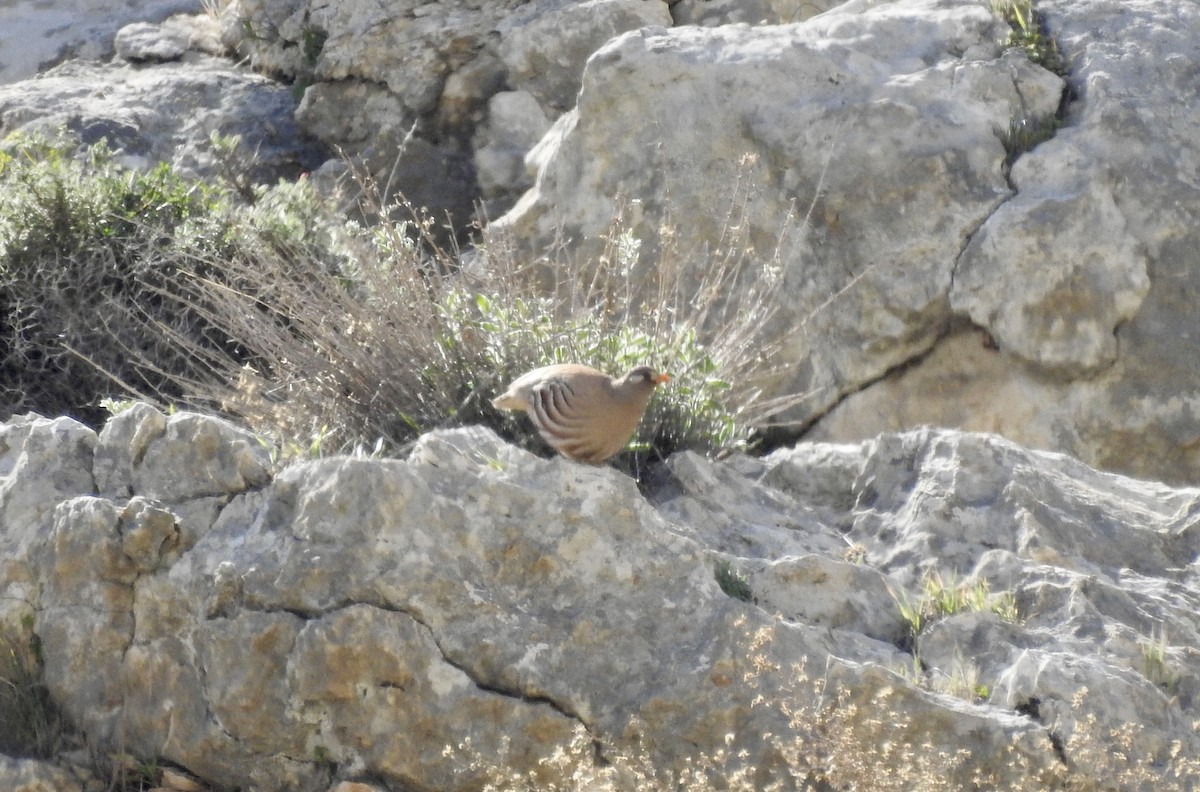 Sand Partridge - ML543875521