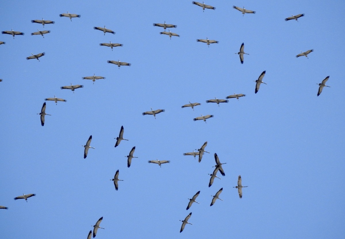 Common Crane - ML543875551