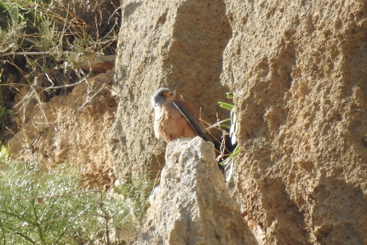 Lesser Kestrel - ML543875591