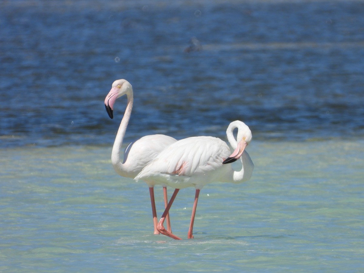 Greater Flamingo - ML543875791