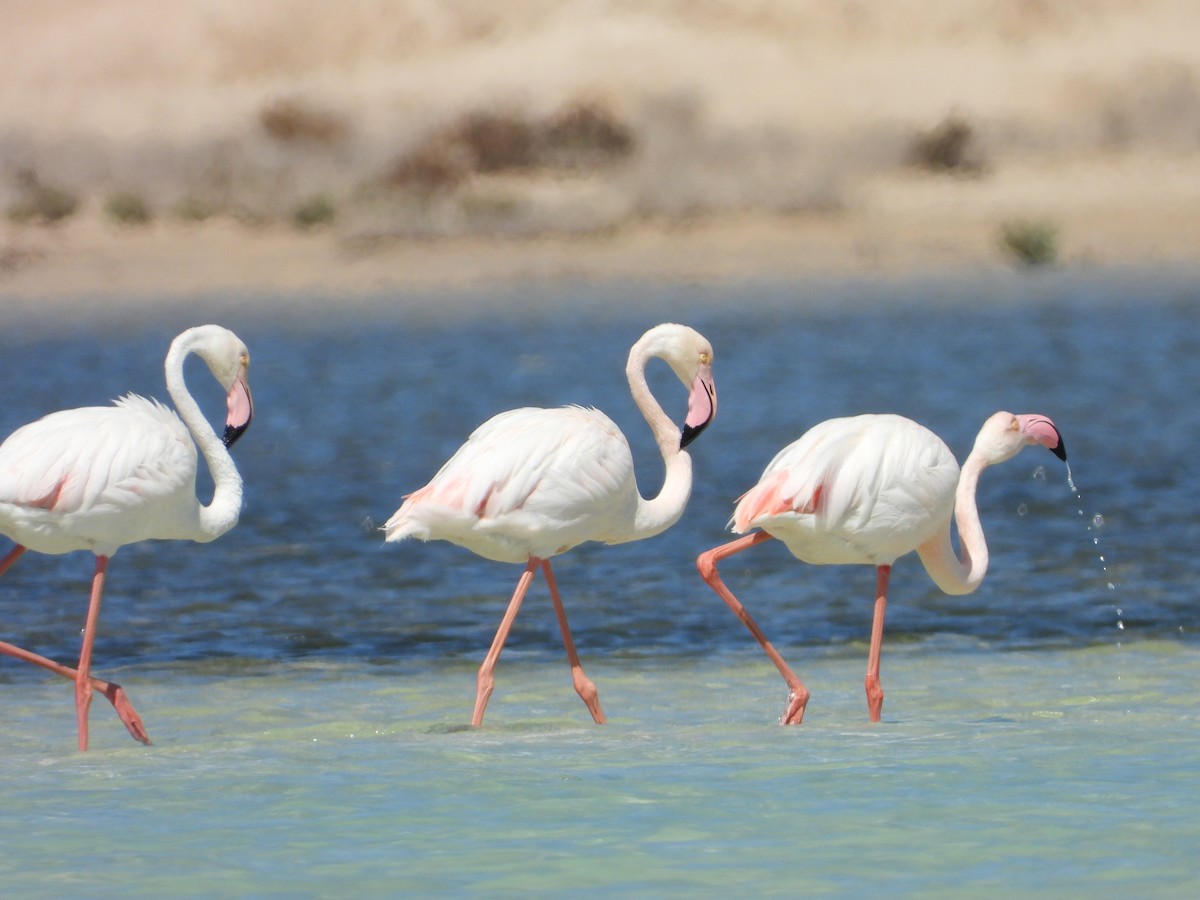 Greater Flamingo - ML543875811