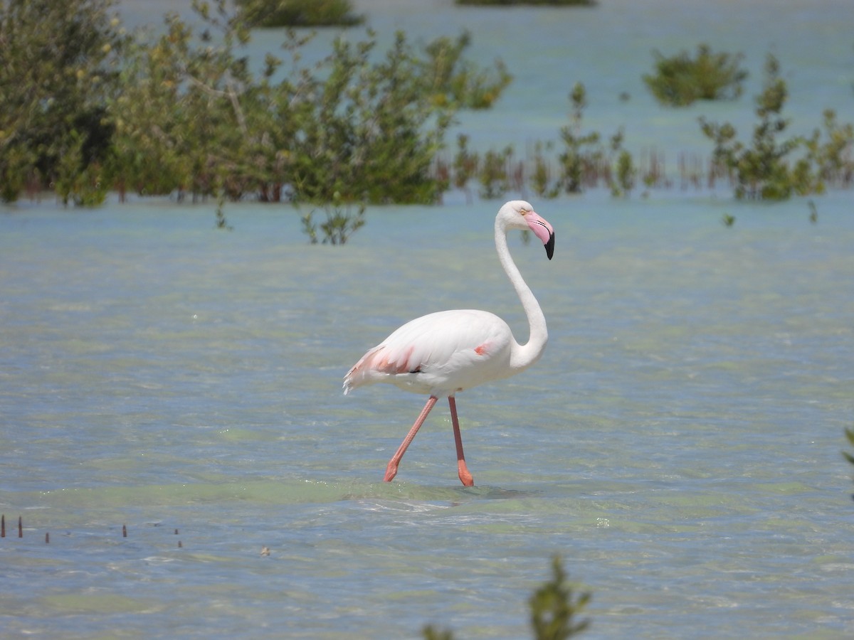 Greater Flamingo - Daria Vashunina