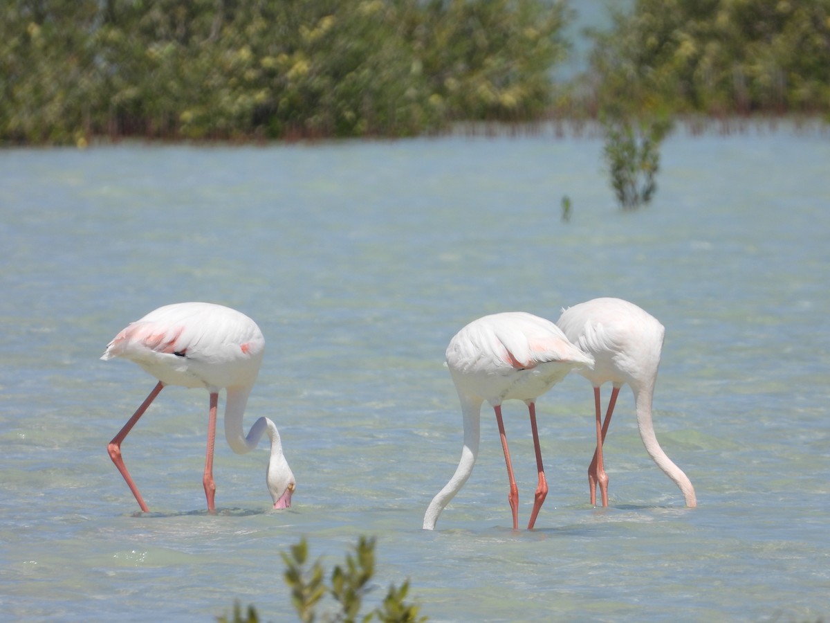 Greater Flamingo - ML543875841