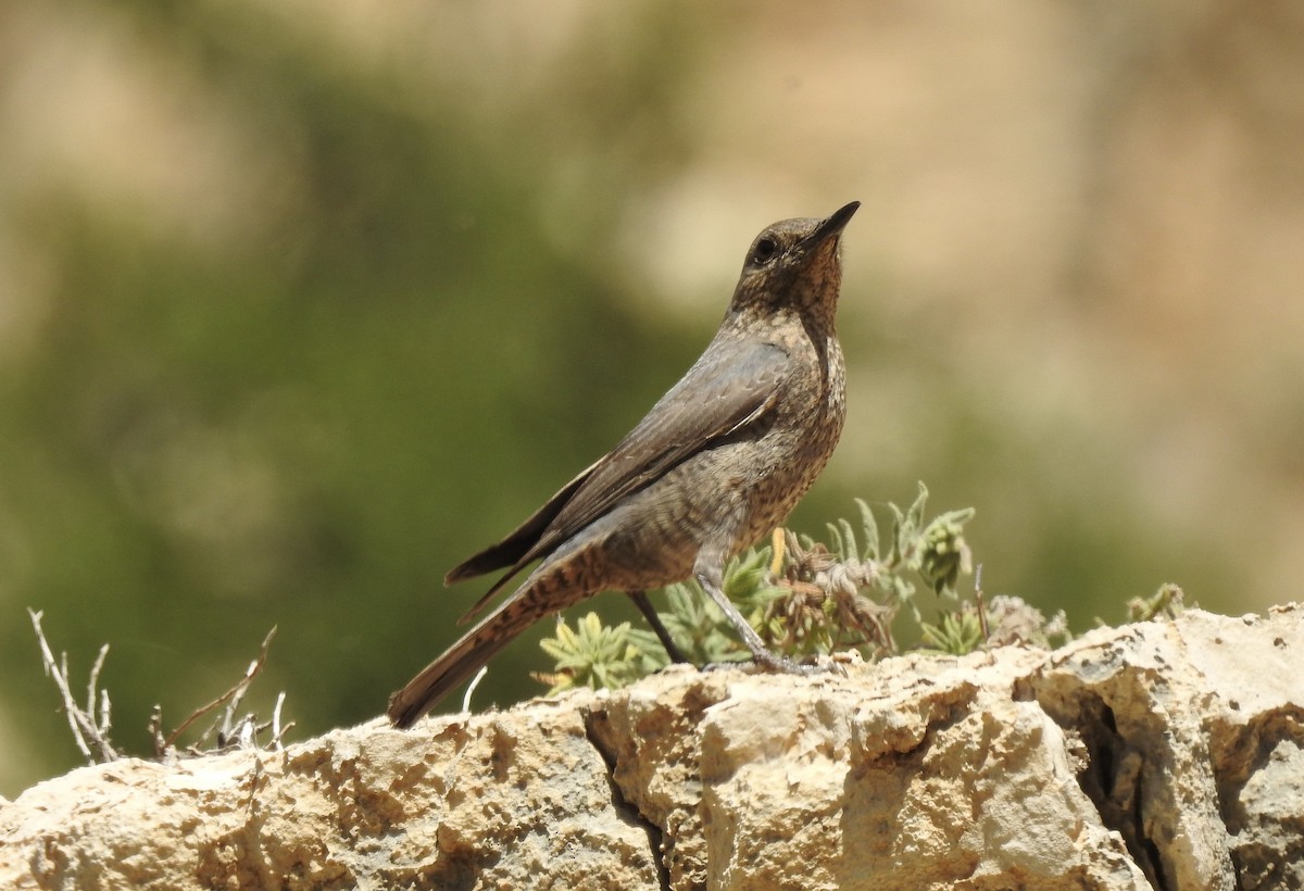 Blue Rock-Thrush - ML543875891