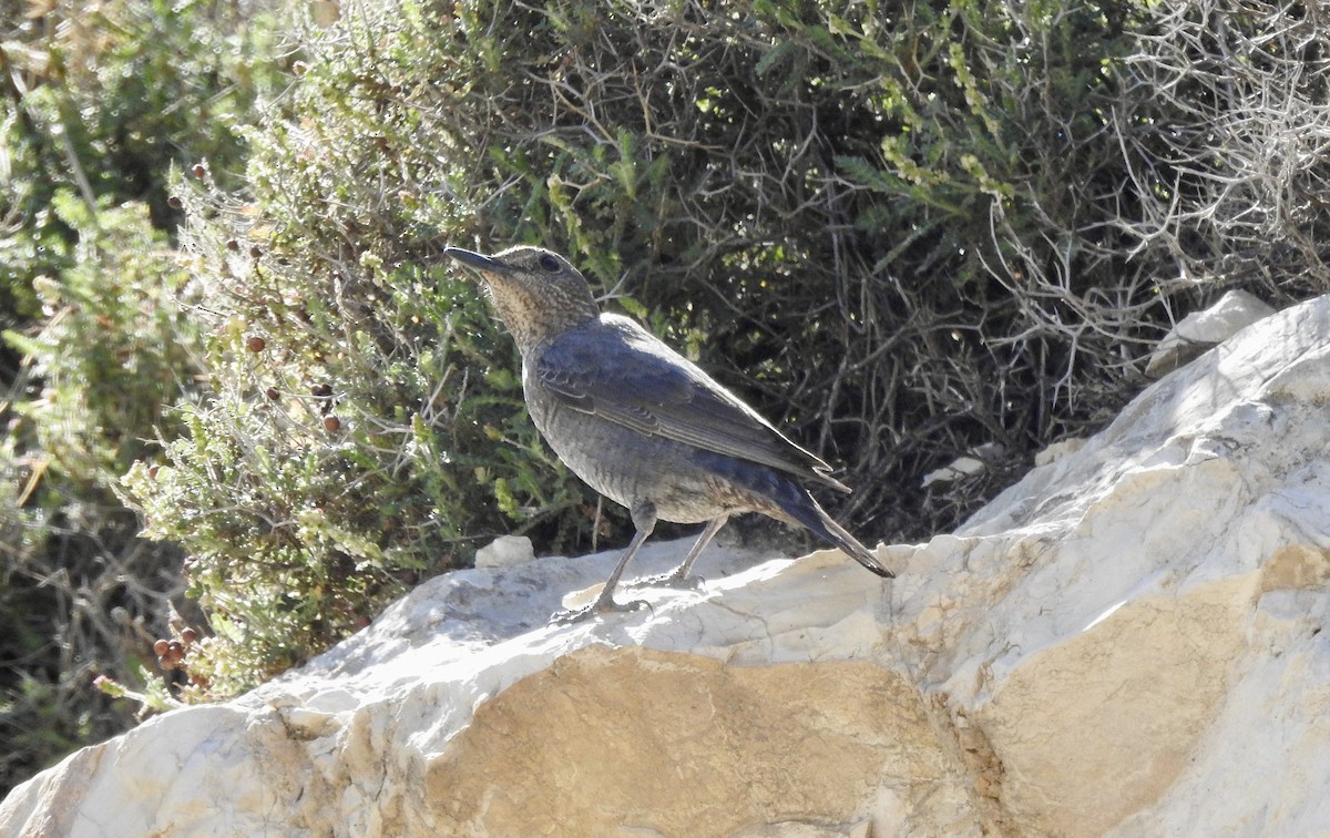 Blue Rock-Thrush - ML543875901