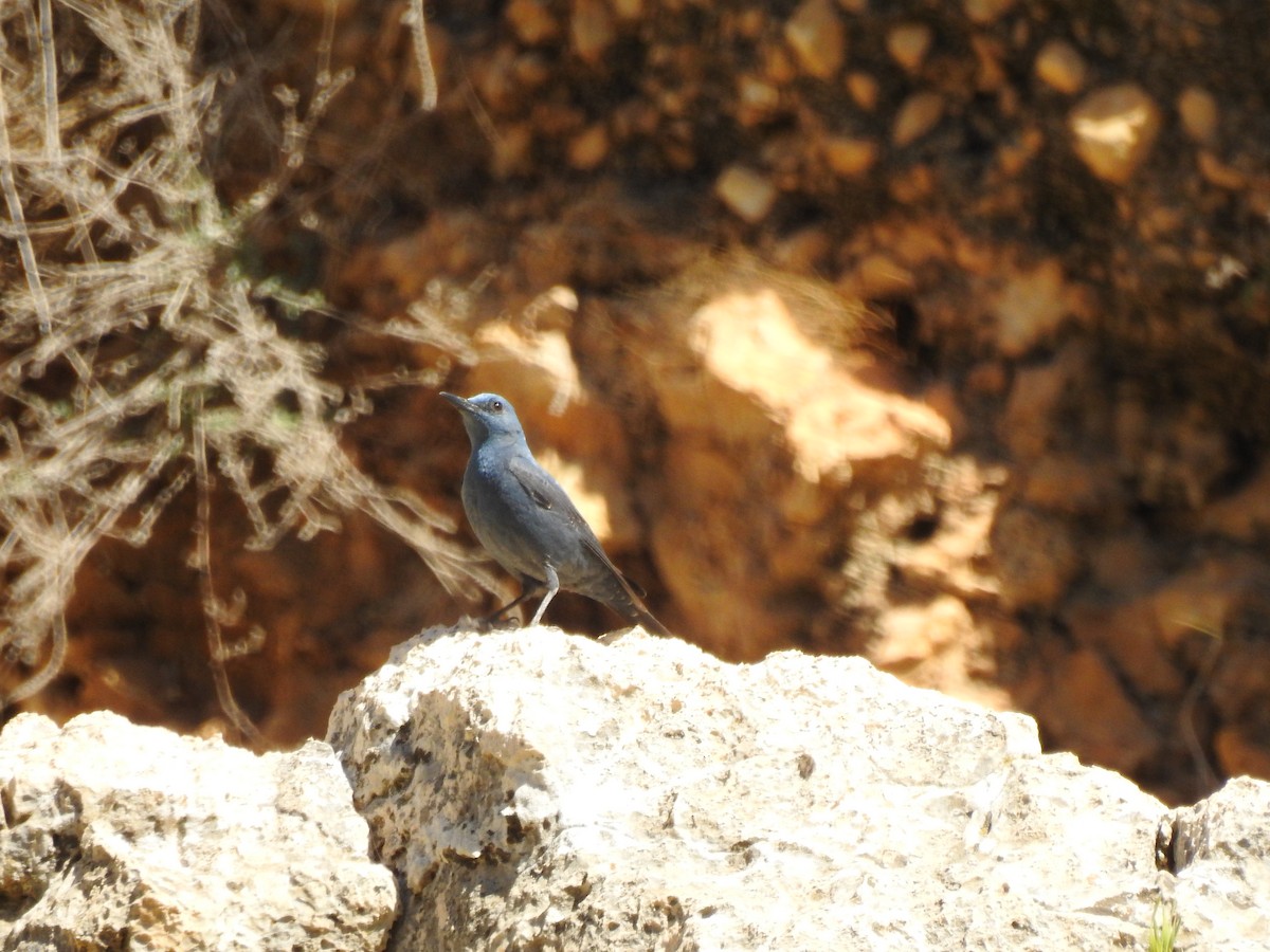 Blue Rock-Thrush - ML543875911