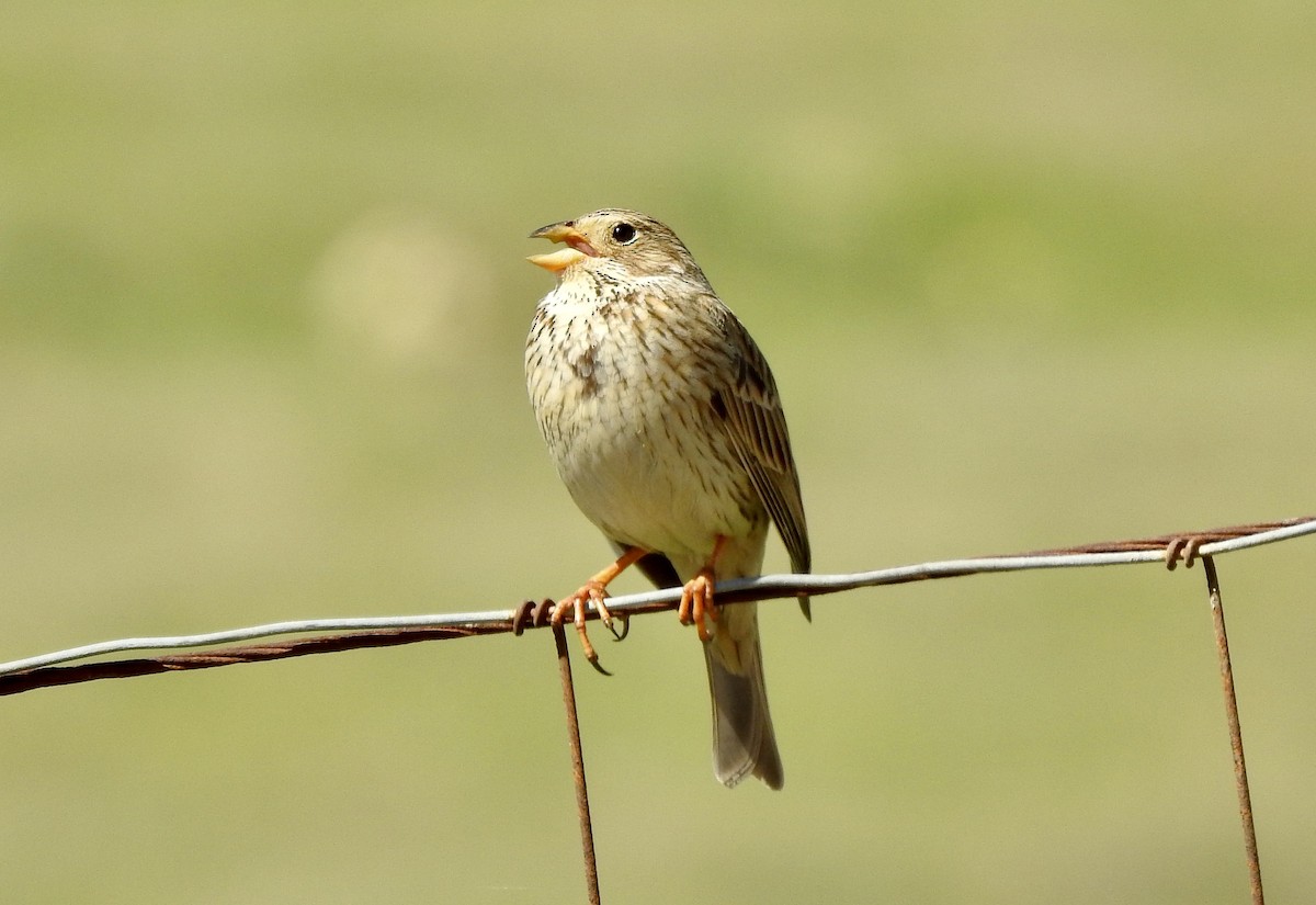 Corn Bunting - ML543875971