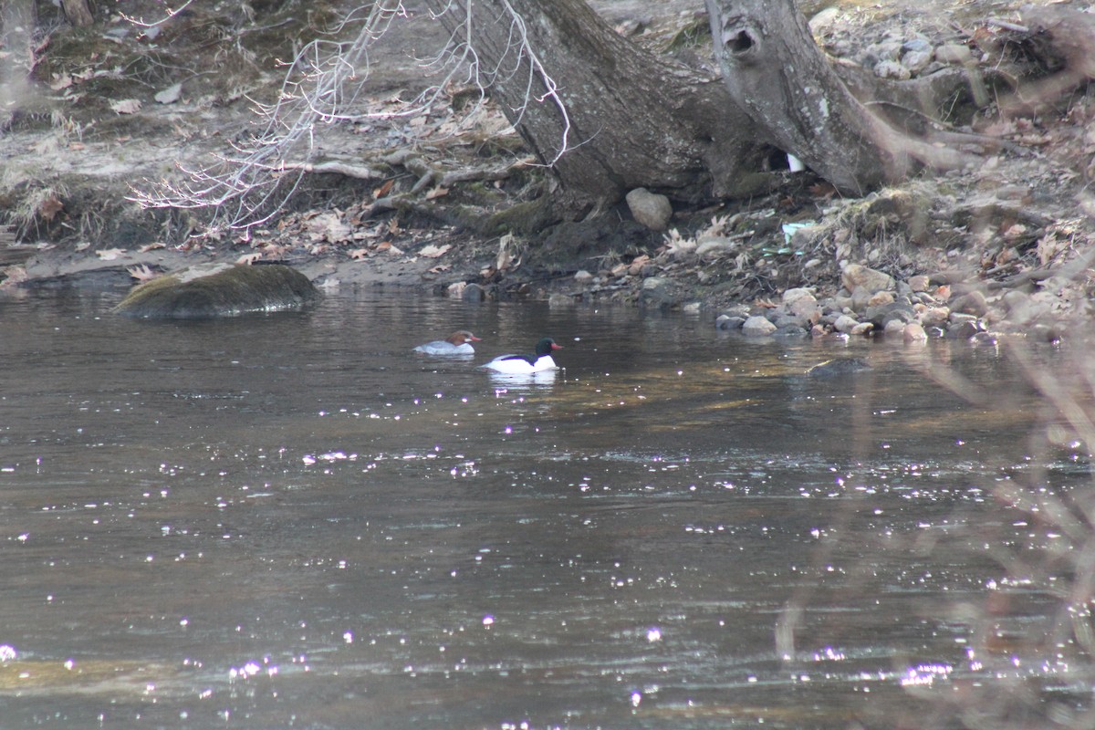 Common Merganser - ML543877801