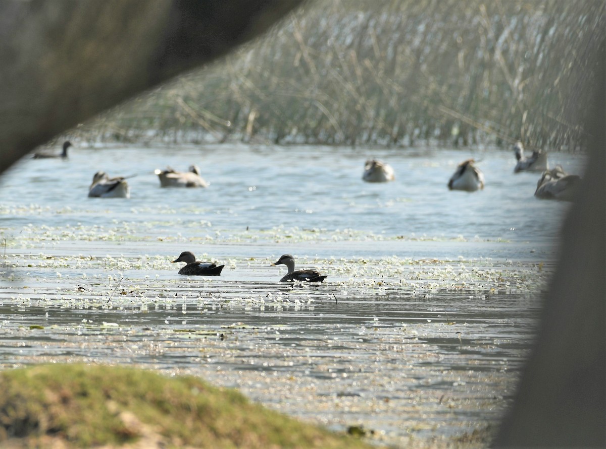 Indian Spot-billed Duck - Sunanda Vinayachandran