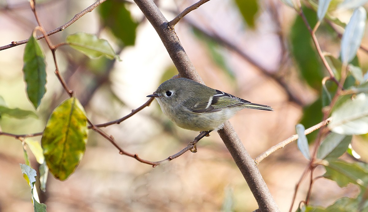 Ruby-crowned Kinglet - ML543878701