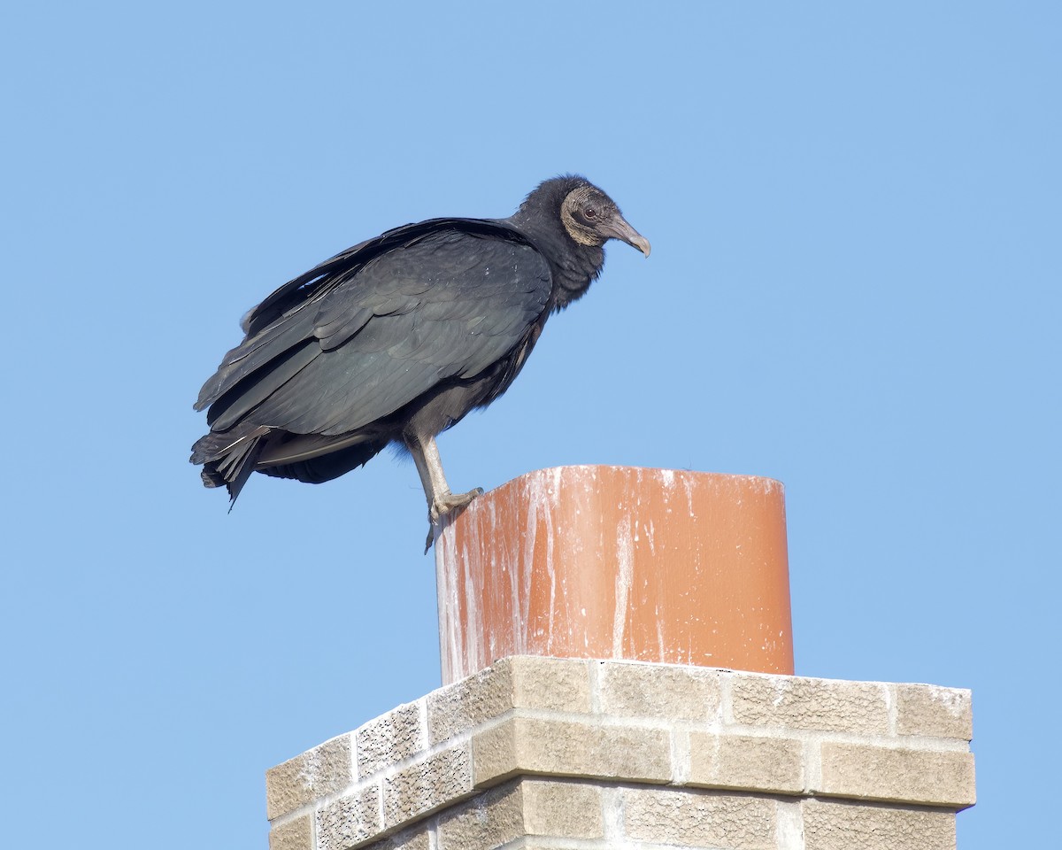 Turkey Vulture - Alan Bloom