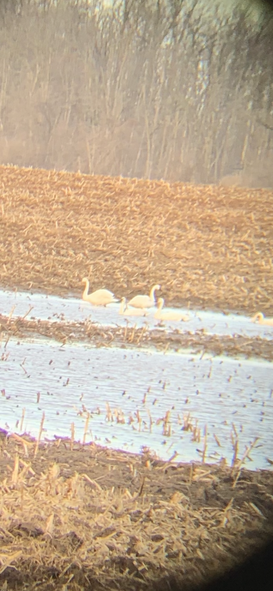 Tundra Swan - ML543881361