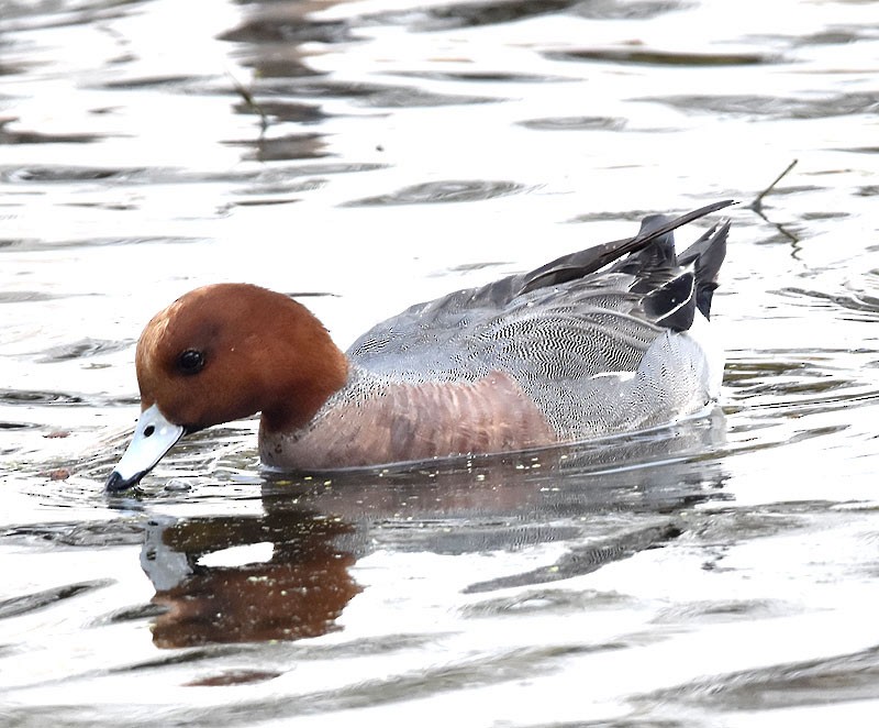 Eurasian Wigeon - ML543881431