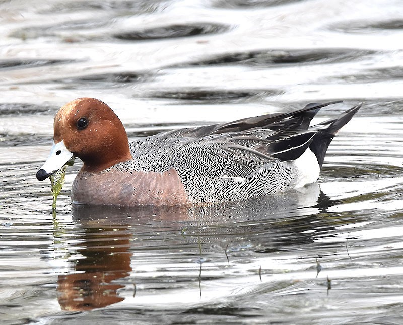 Eurasian Wigeon - ML543881441