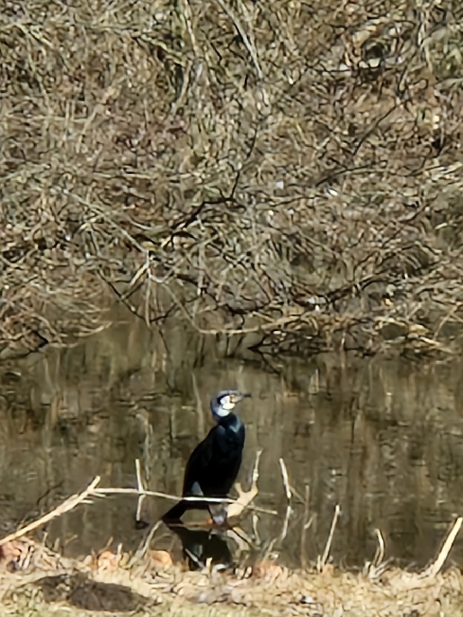 Great Cormorant - ML543882241