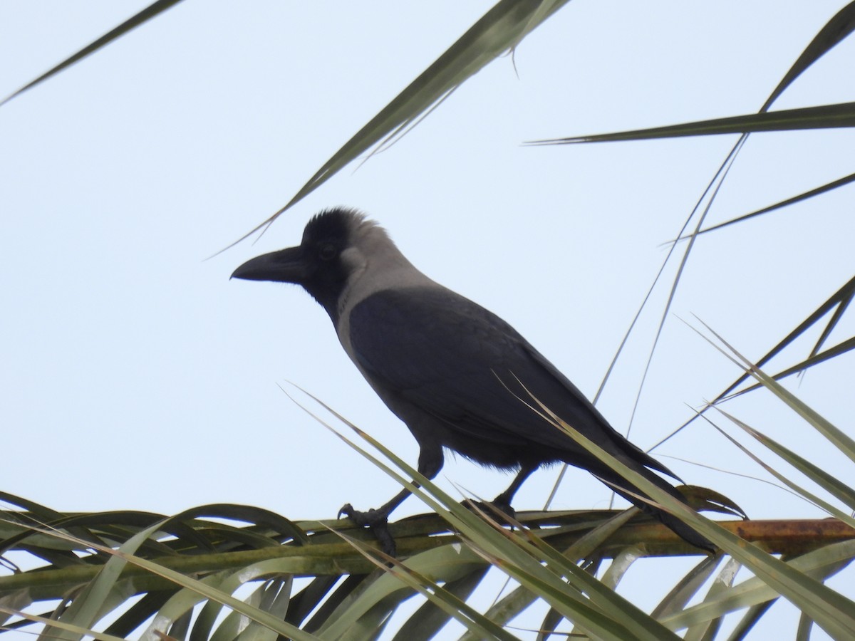 House Crow - ML543882361