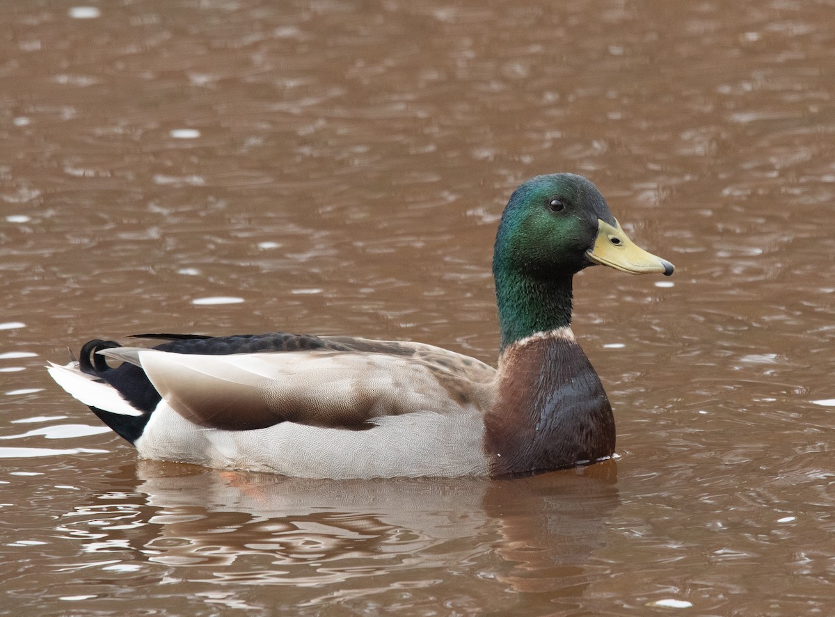 Canard colvert - ML543883031