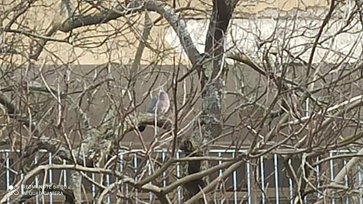 Припутень - ML543883531