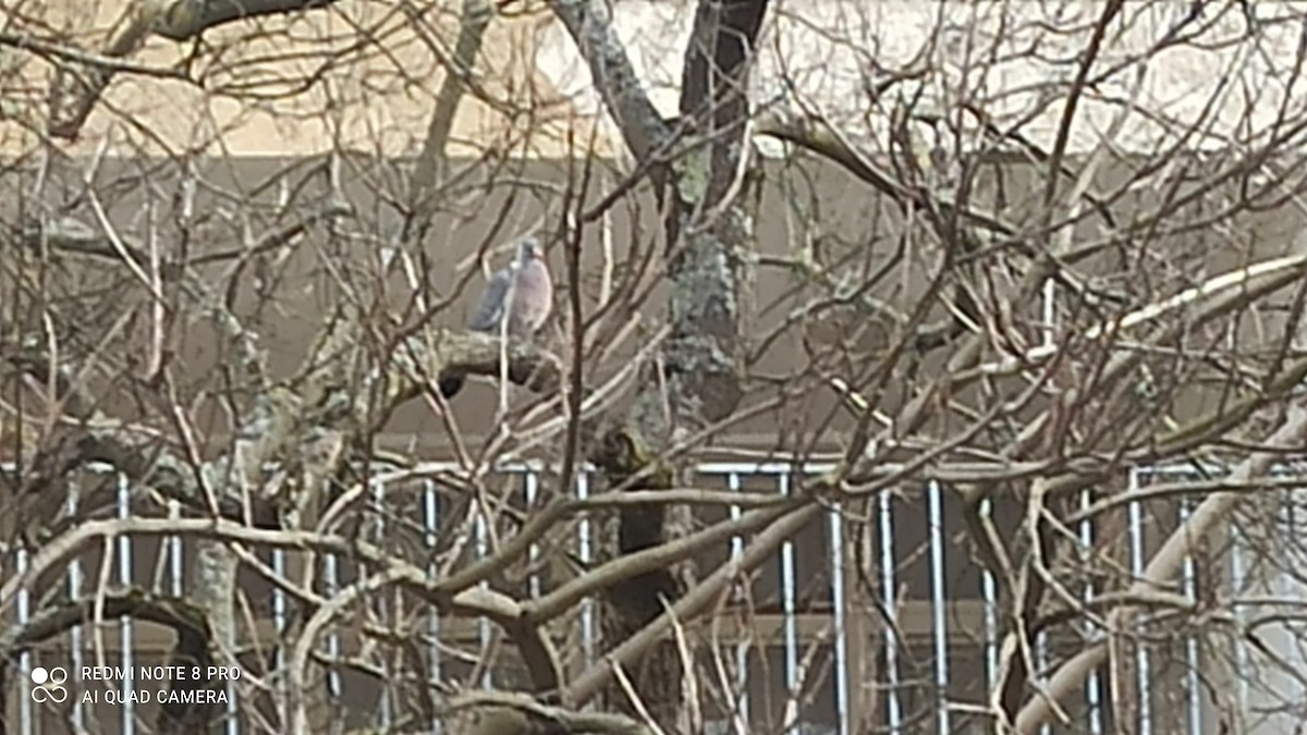 Припутень - ML543883611