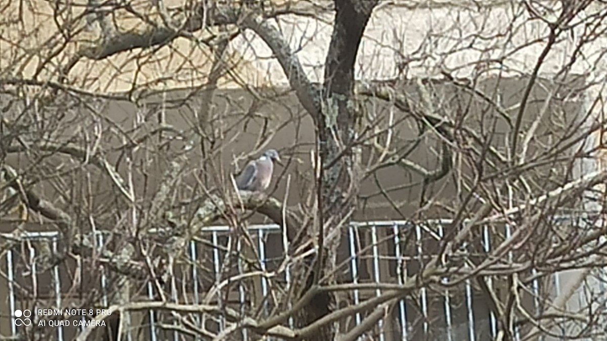 Припутень - ML543883811