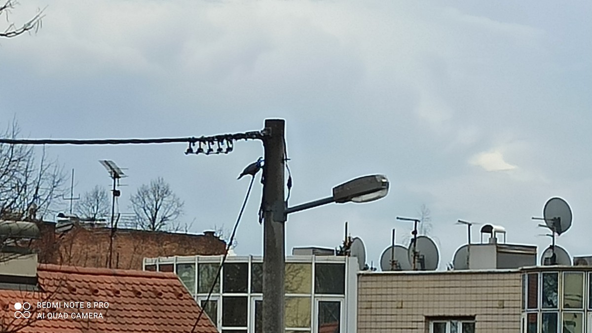 Припутень - ML543883931