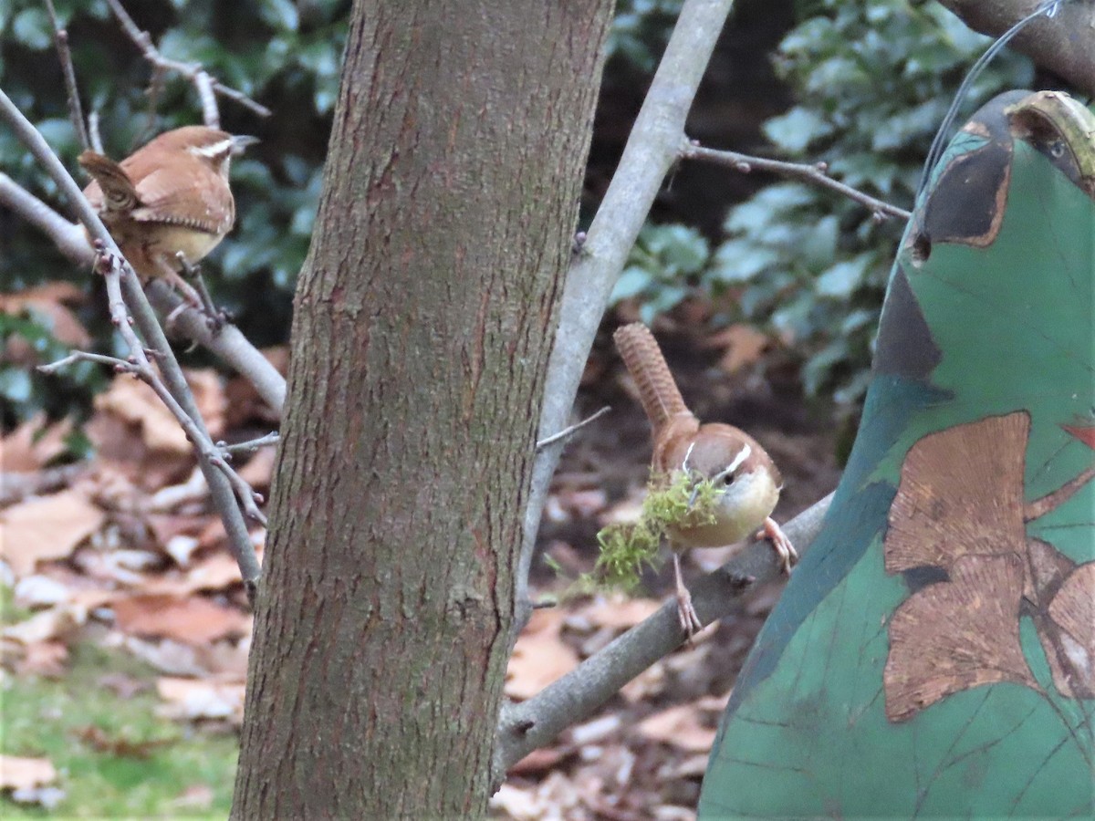 Carolina Wren - ML543884441