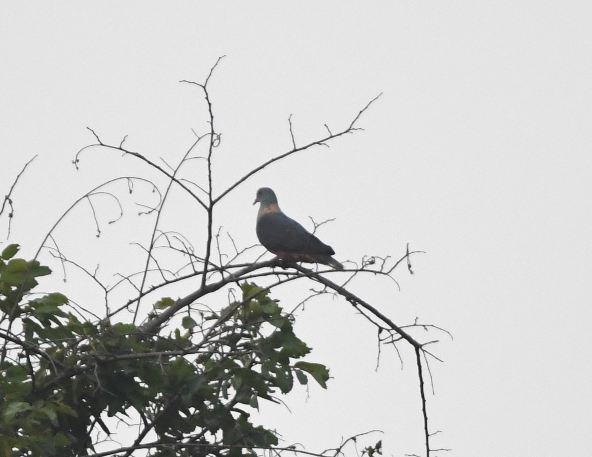 Western Bronze-naped Pigeon - ML543884631