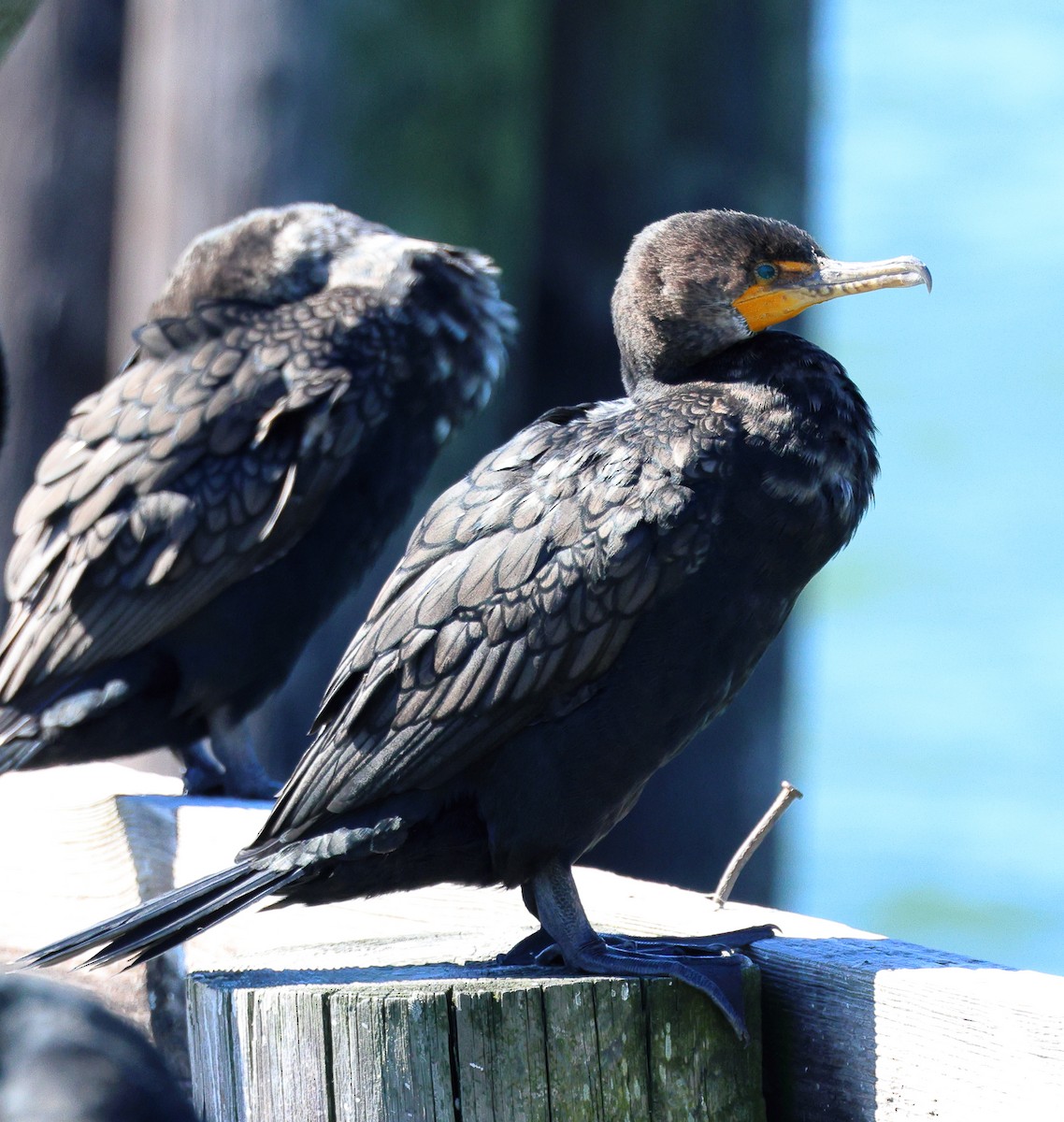 Cormoran à aigrettes - ML543885361