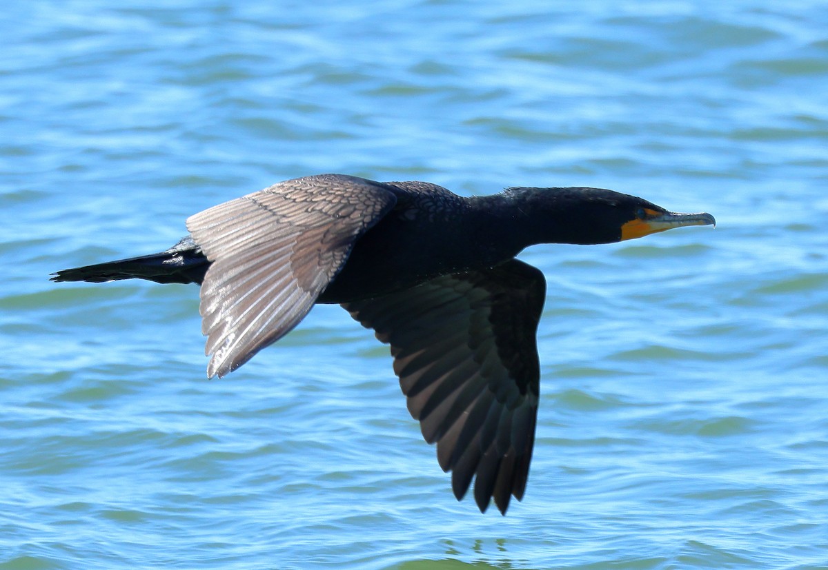 Cormoran à aigrettes - ML543885371