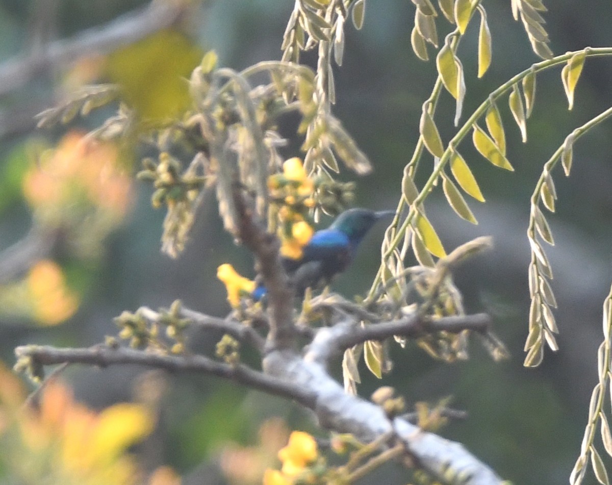 Orange-tufted Sunbird - Gabriel Jamie