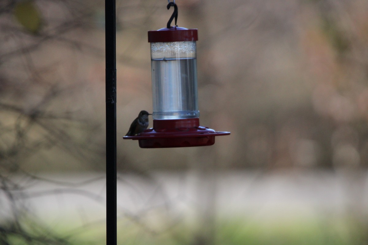 Rufous Hummingbird - Alex Marine