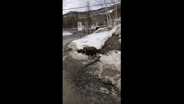 Wild Turkey - ML543886061