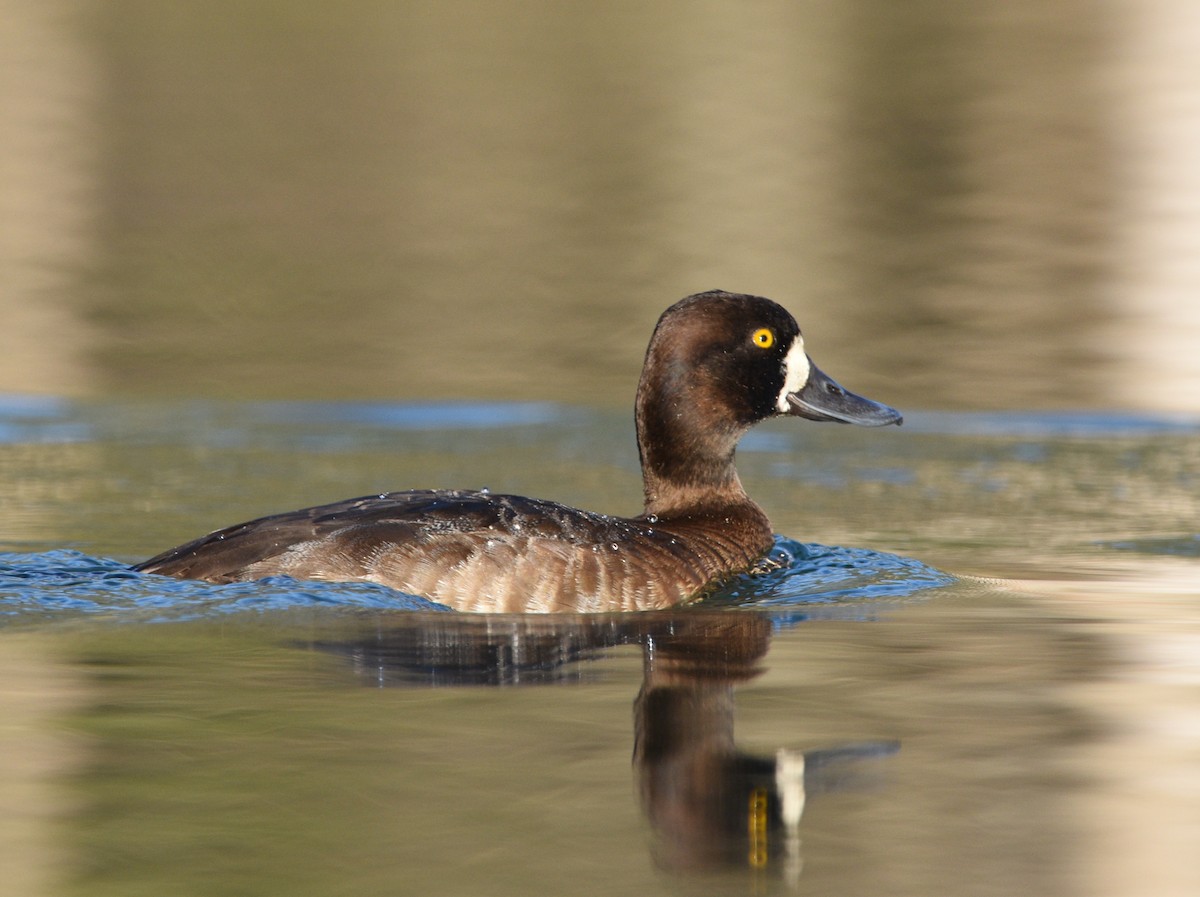 Lesser Scaup - ML543886881