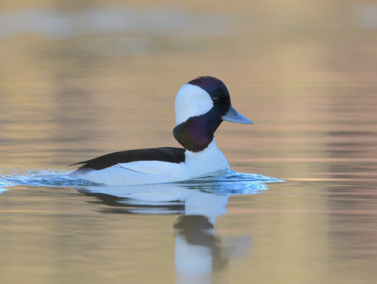 Bufflehead - ML543886891