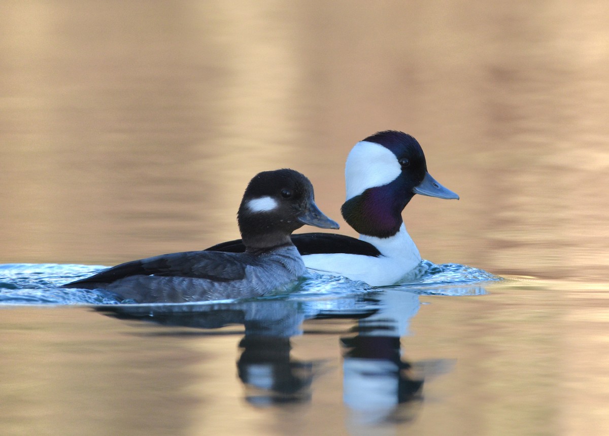 Bufflehead - ML543886911