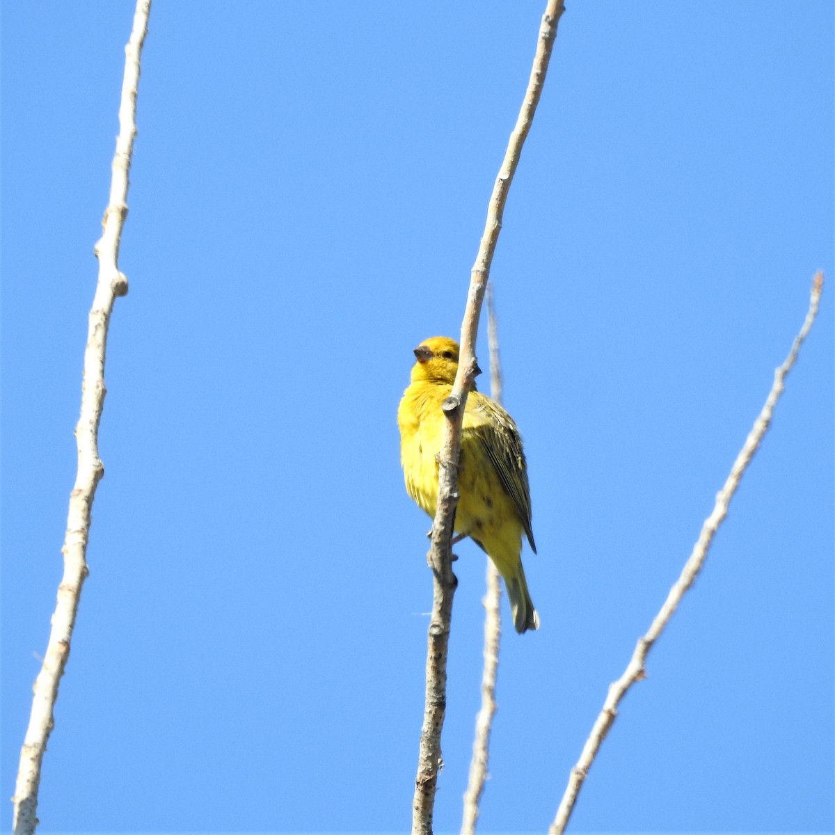 Saffron Finch - ML543888081