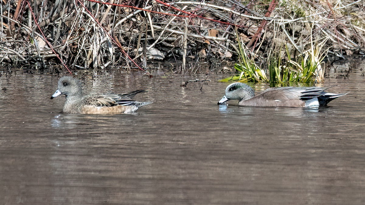 American Wigeon - Mike Krampitz