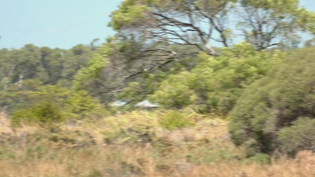 White-bellied Sea-Eagle - ML543888831