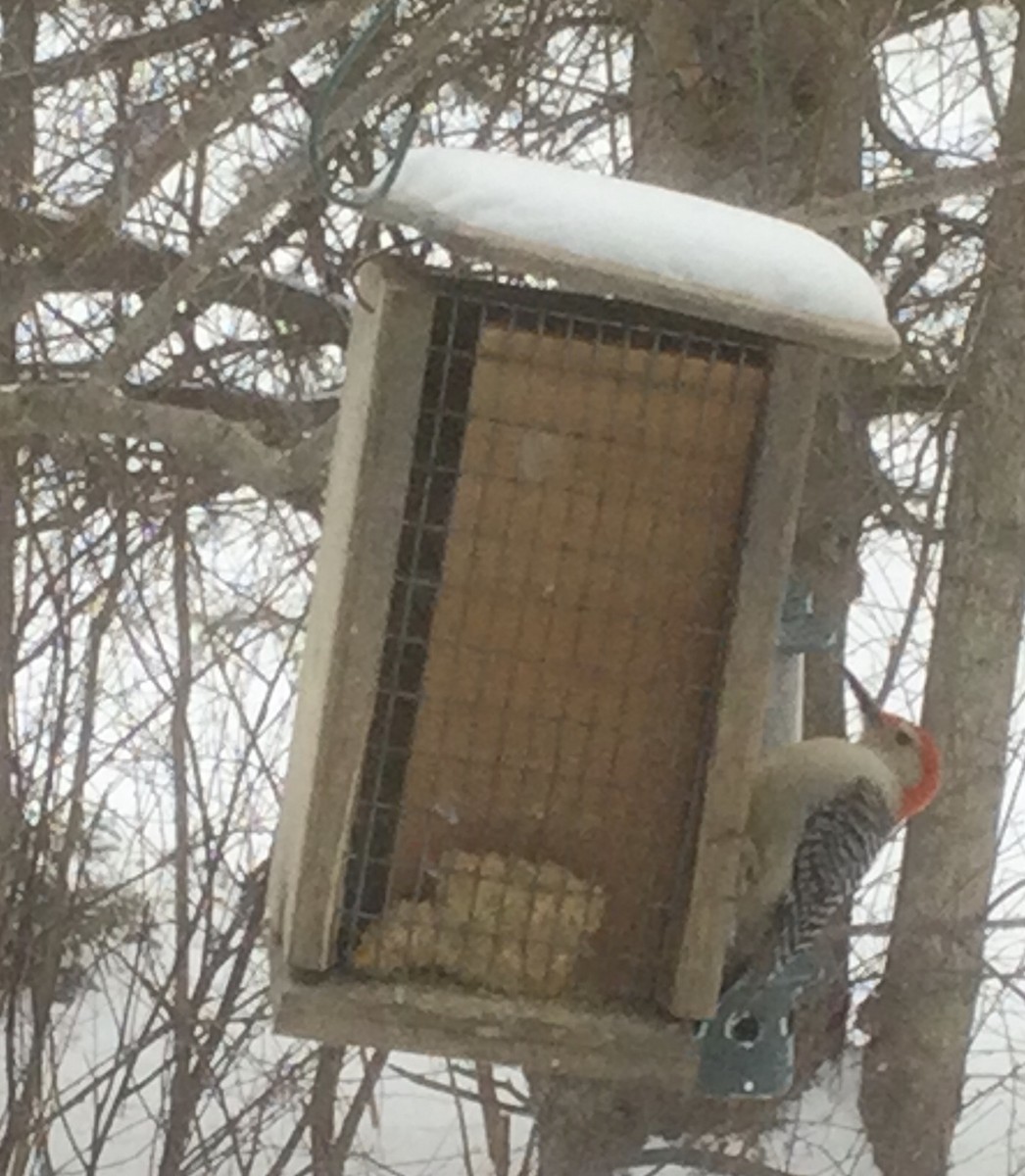 Red-bellied Woodpecker - ML543889401