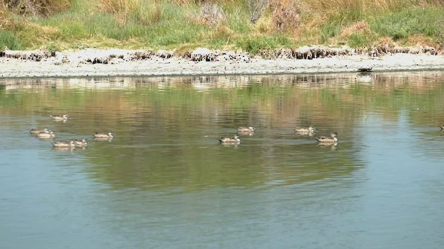 ハイイロコガモ - ML543889801