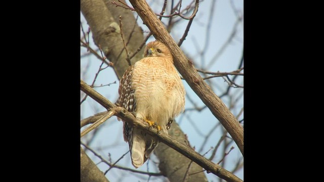 Red-shouldered Hawk - ML543890051