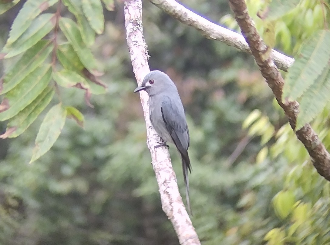 Ashy Drongo - ML543890281