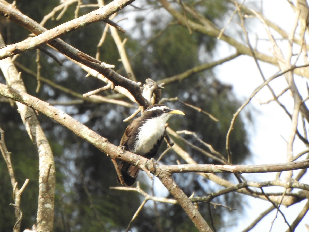 Indian Scimitar-Babbler - ML543891091