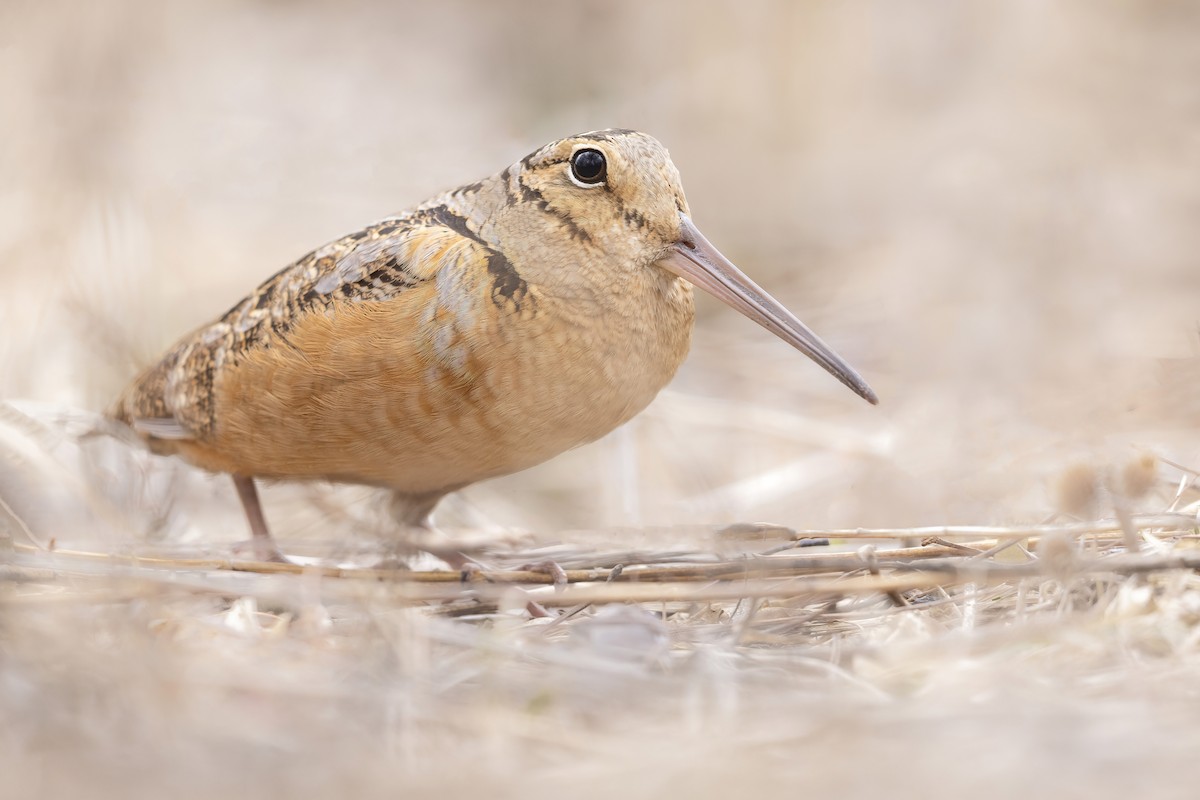 American Woodcock - ML543891521