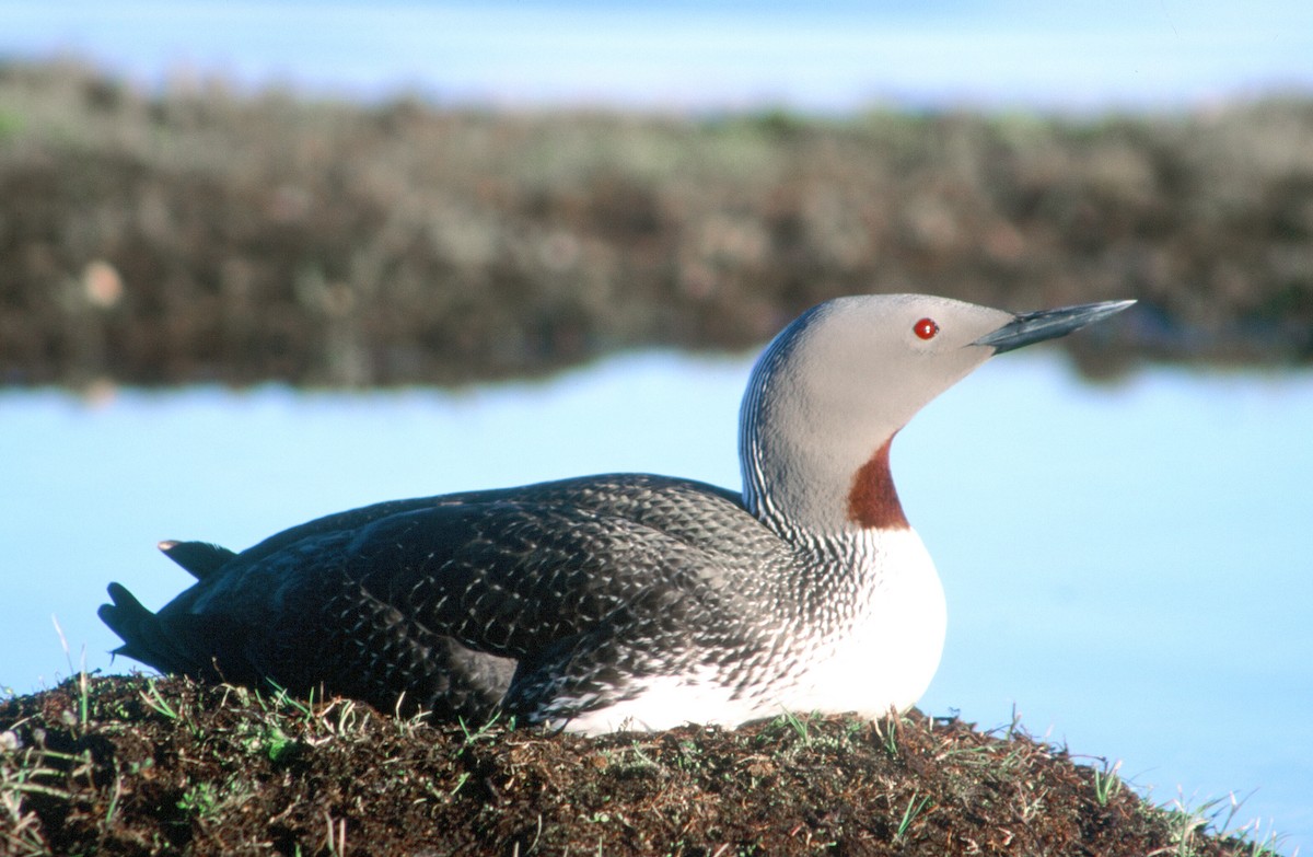 Red-throated Loon - ML543892441