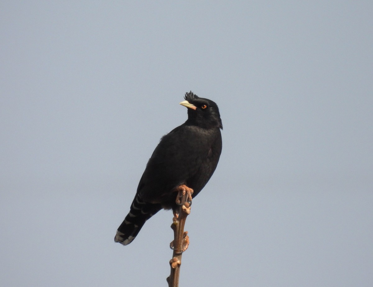 Crested Myna - Alexander Kitiashvili