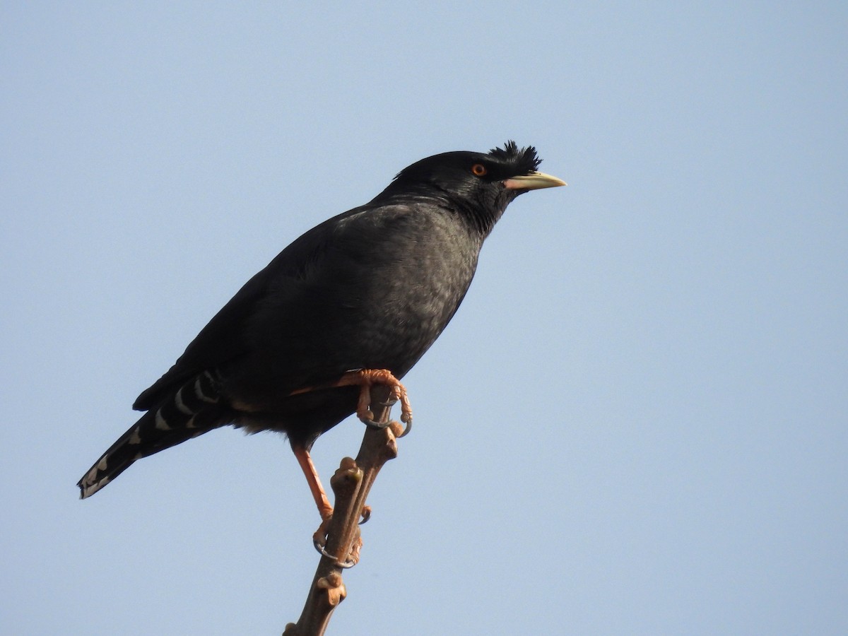 Crested Myna - ML543892941