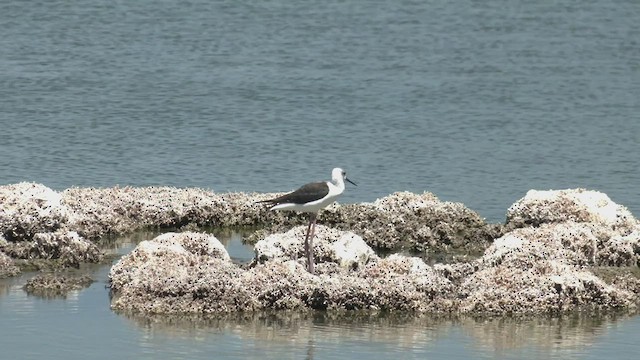 Pied Stilt - ML543893021