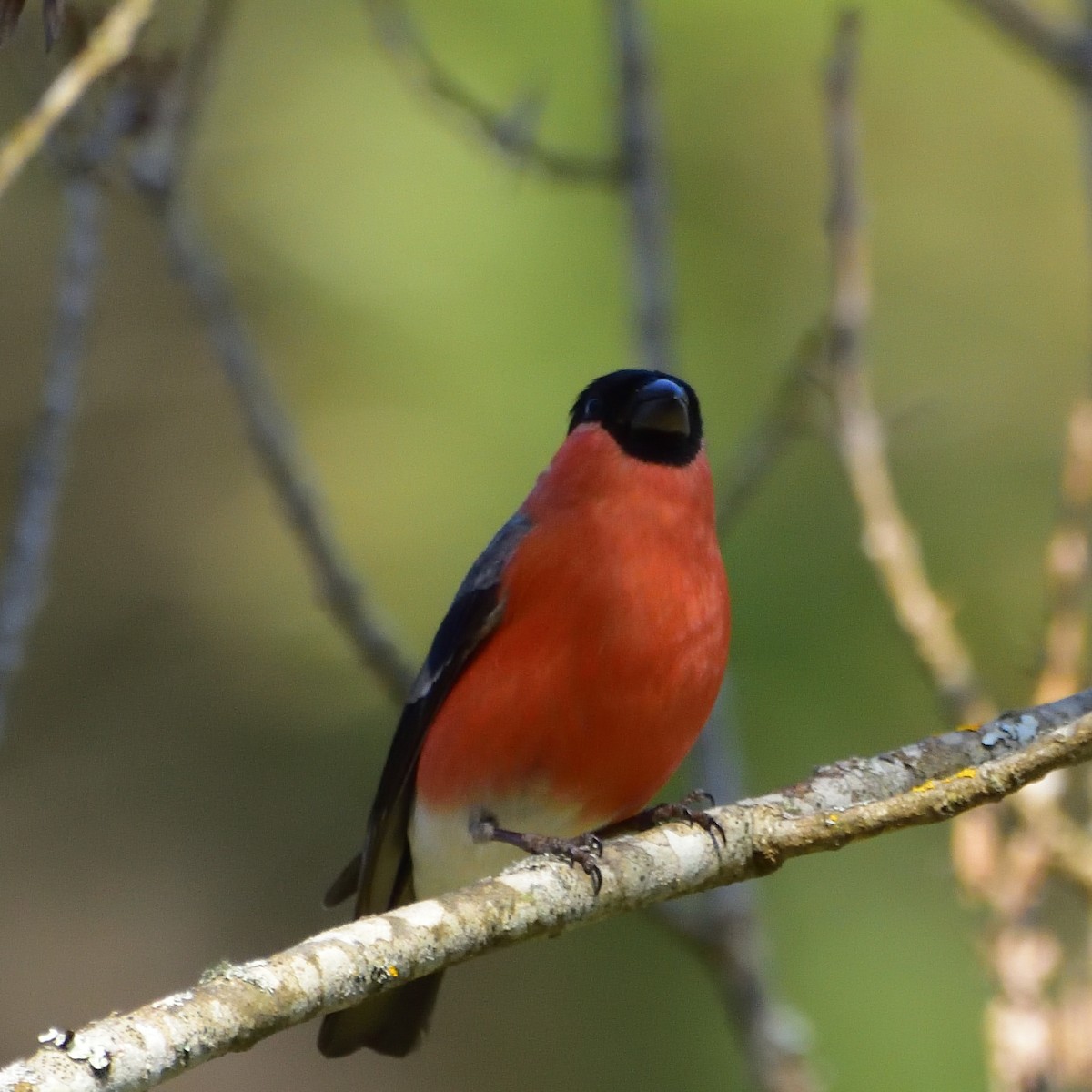 Eurasian Bullfinch - ML543893131