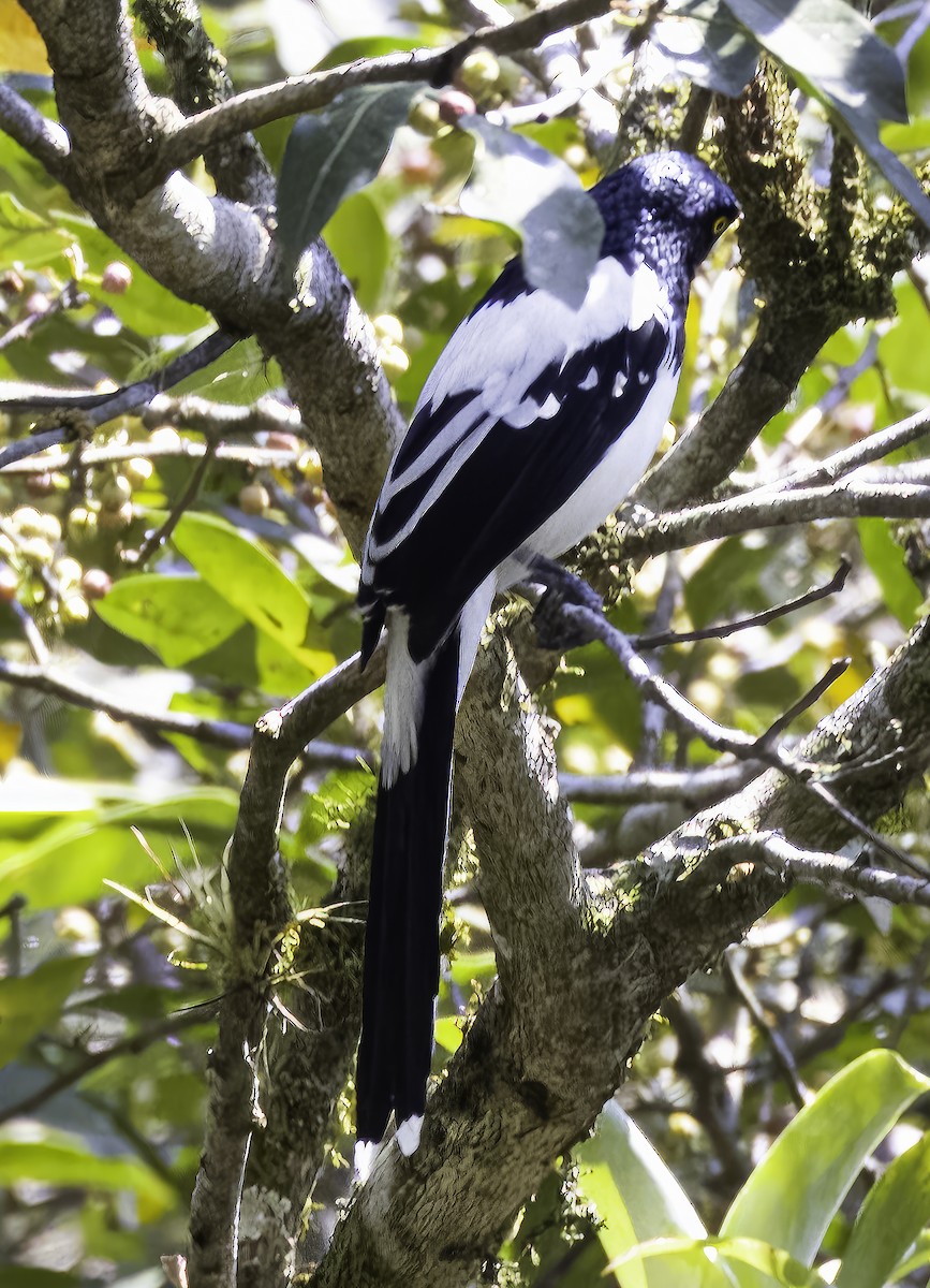 Magpie Tanager - ML543893321